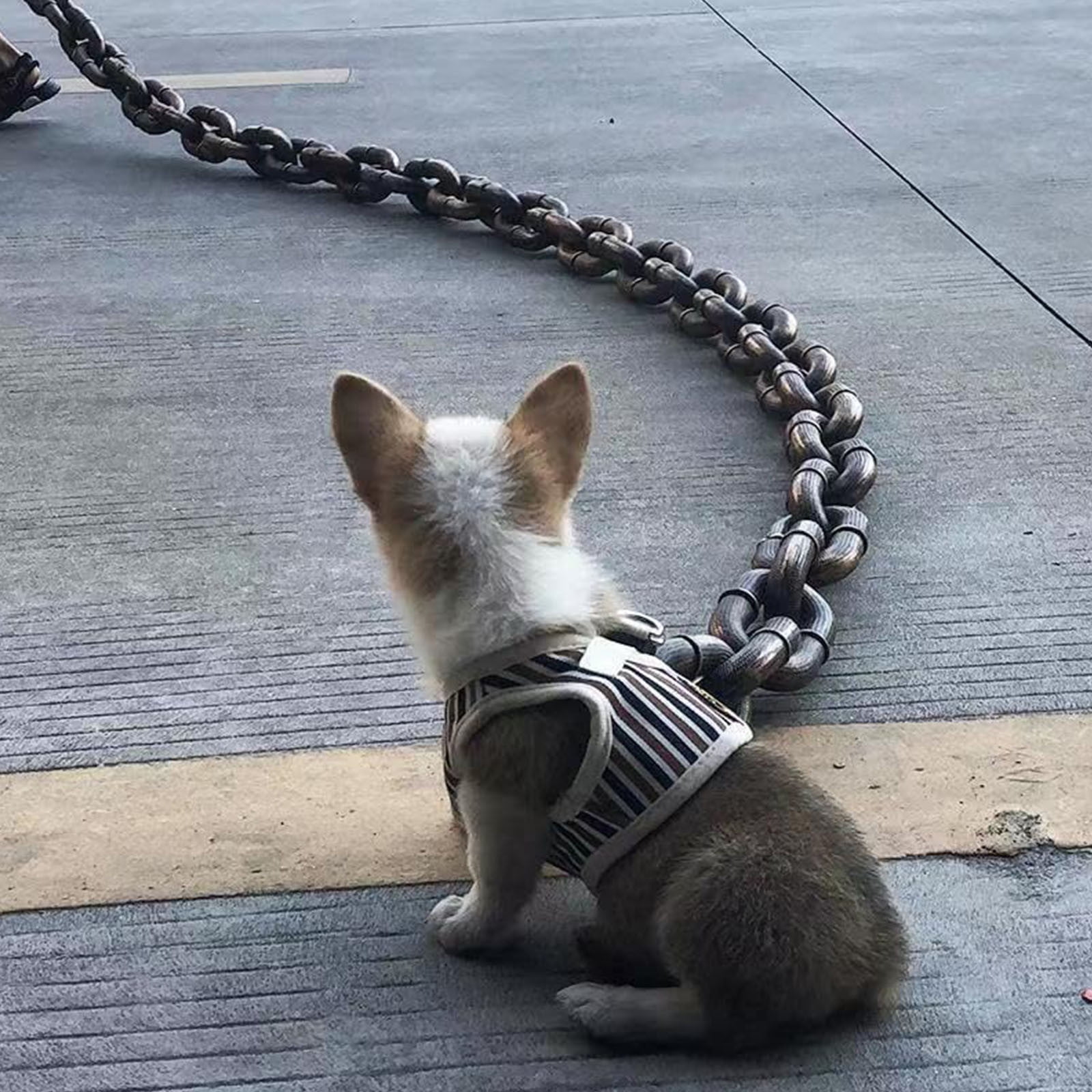 Chain leashes for big dogs discount