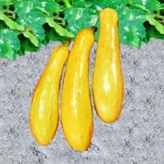Bonnie Plants Straightneck Squash Live Plants