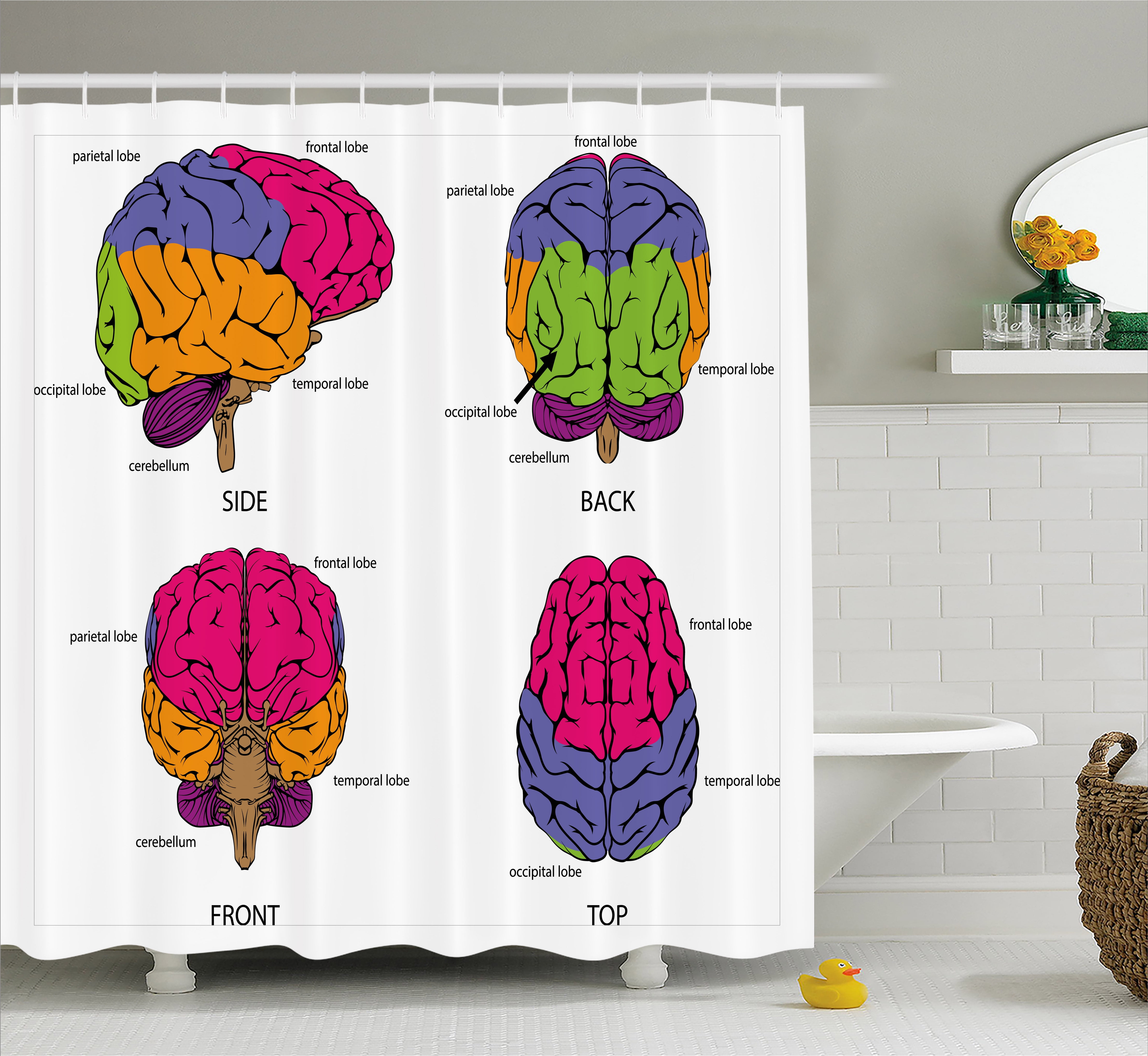 Educational Shower Curtain, Human Brain from All Sides with Sections in Different Colors