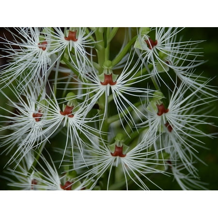 - Canvas Print Bloom Plant Tropical Exotic Orchid Flower Blossom Stretched Canvas 10 x 14