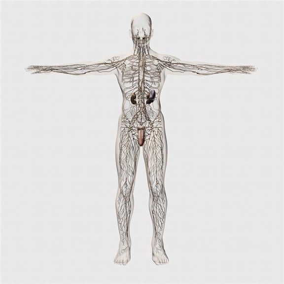 Three Dimensional Medical Illustration of Male Lymphatic System & Reproductive Organs Front View Poster Print, 28 x 28 - Large