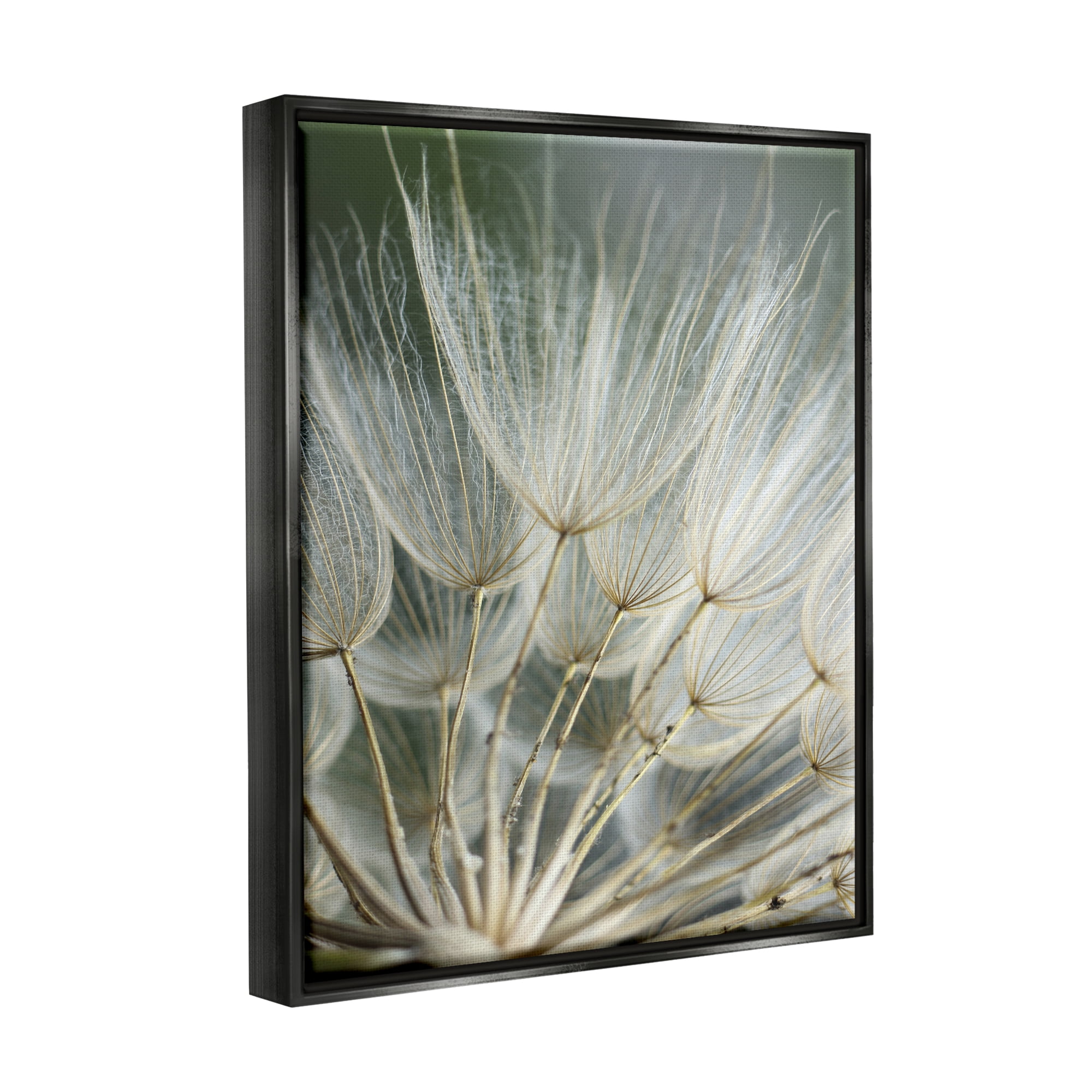 Stupell Industries Soft Dandelion Photography Botanical & Floral Photography Black Floater Framed Canvas Art Print Wall Art, 25 x 31