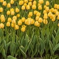 thumbnail image 4 of Giant Golden Yellow Tulip Flowers, 6 Bulbs- Attracts Bees & Butterflies - Spring Blooming, Easy to Grow & Maintain, 4 of 6
