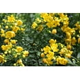 thumbnail image 5 of Tropical Seeds  - Coffee Senna -10 Seeds -Small Evergreen  - Cassia occidentalis- Serendipity Seeds, 5 of 5