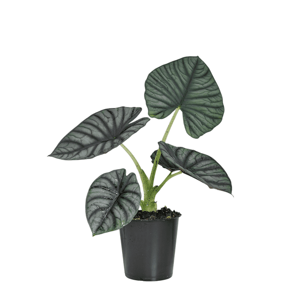 Wild Interiors 14-18" Silver Alocasia Silver Nebula Live Plants in 5" Grower Pot, House Plant