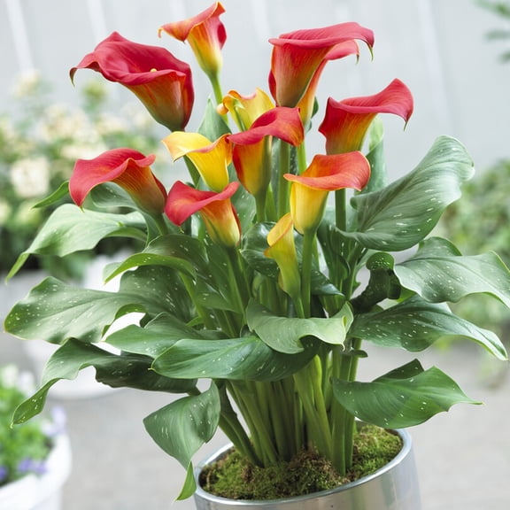 Van Zyverden Premium Callas Captain Fuego, 3 Bulbs, Multi-color, Partial Sun, Perennial, Flowering, 1lb