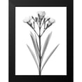 thumbnail image 2 of Koetsier, Albert 15x18 Black Modern Framed Museum Art Print Titled - Oleander, 2 of 5