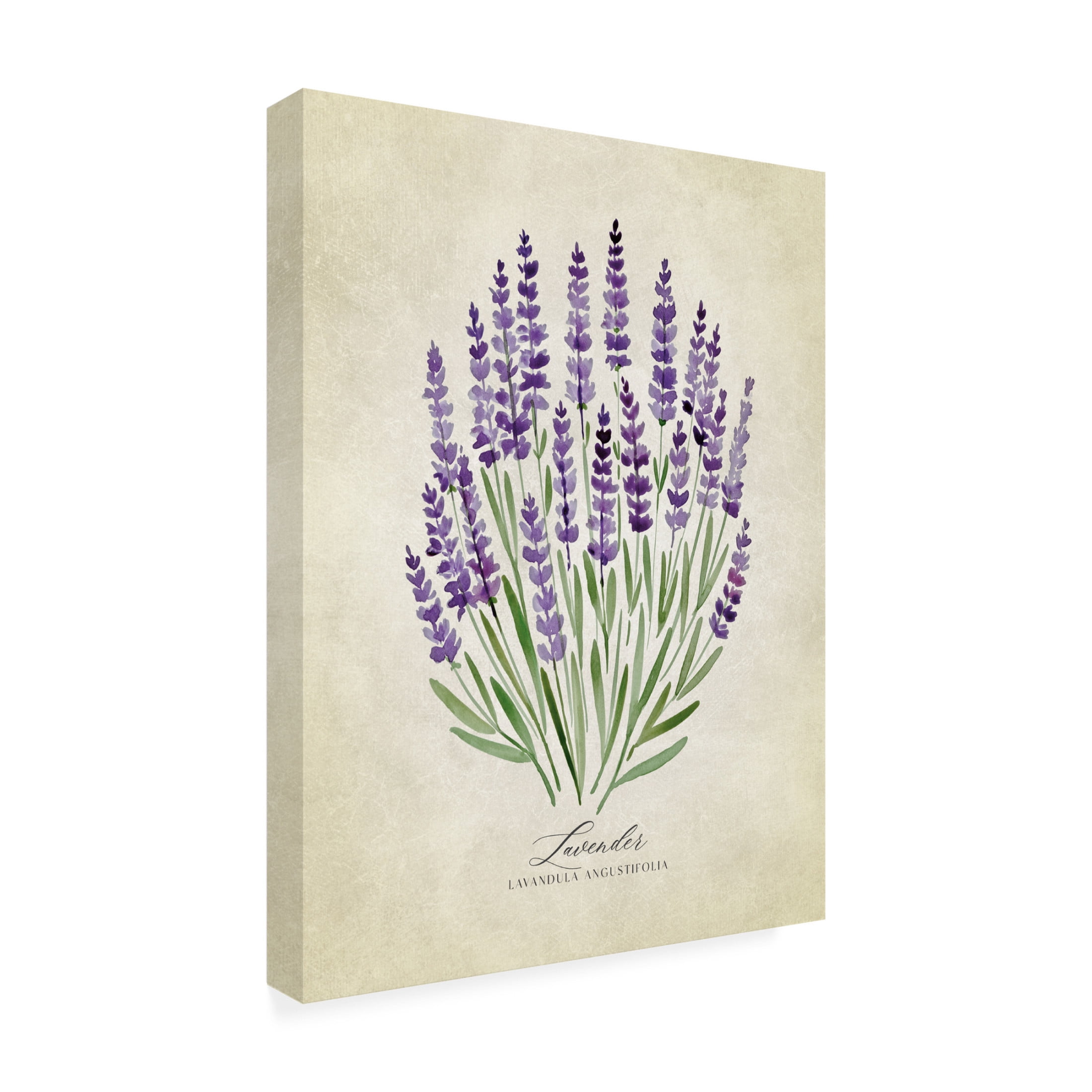 Trademark Fine Art Rosana Laiz Blursbyai Lavender vintage Canvas Wall Art