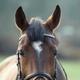 thumbnail image 5 of Horze Weston Flash Bridle w/ Reins, 5 of 6