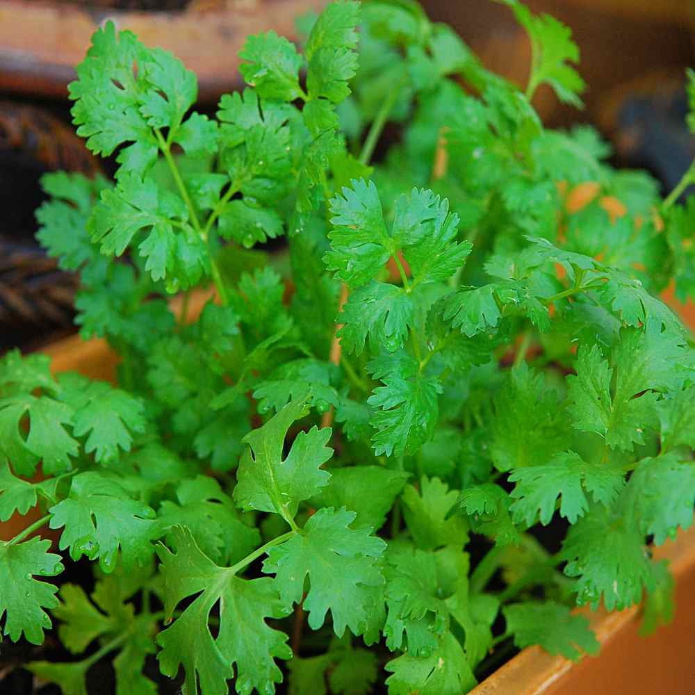 Cilantro Seeds - Coriandrum Sativum Santo Herb Seed - 1 LB