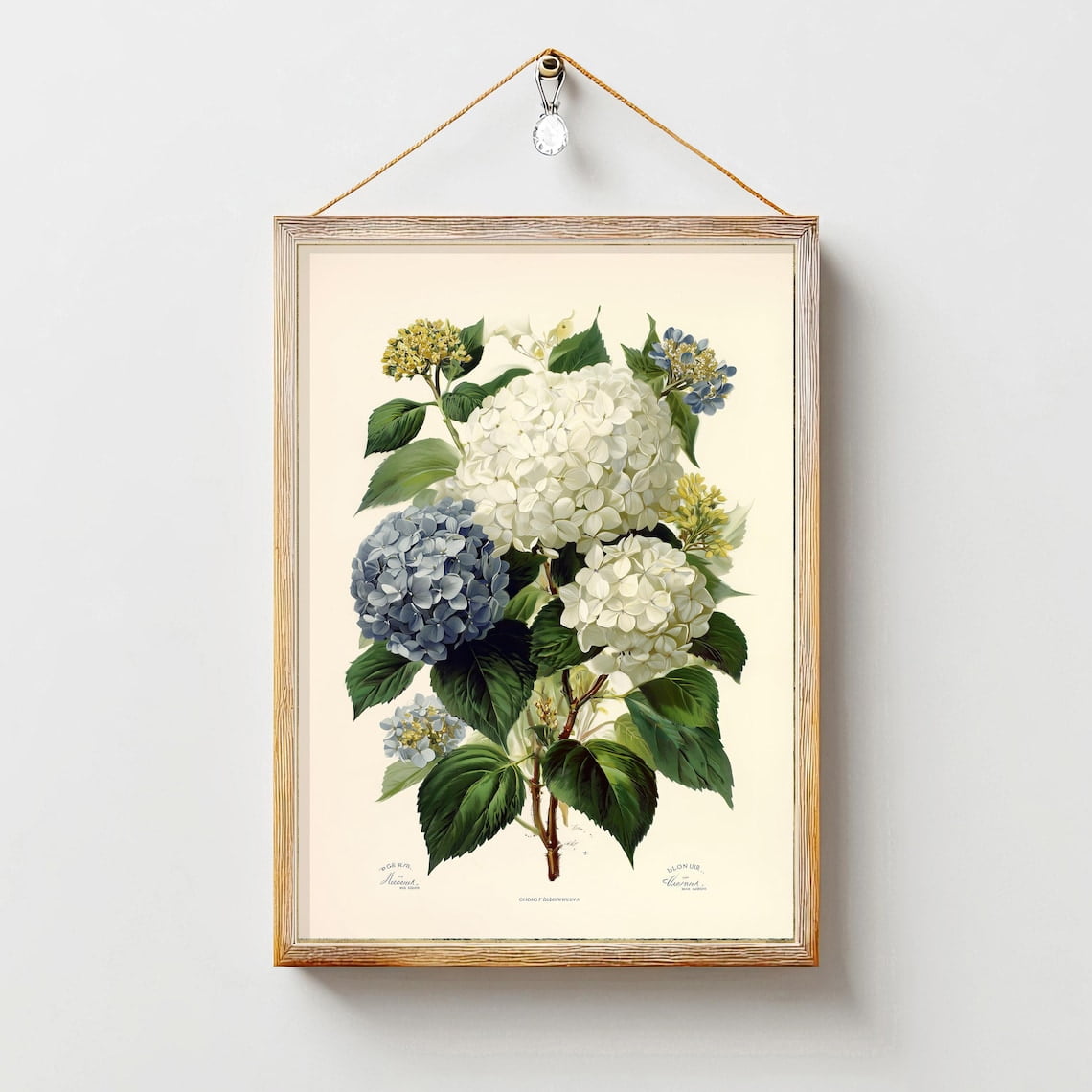 Blue Hydrangea Flower Fall Floral French Country Farmhouse Botanical Illustration White Portrait Decor