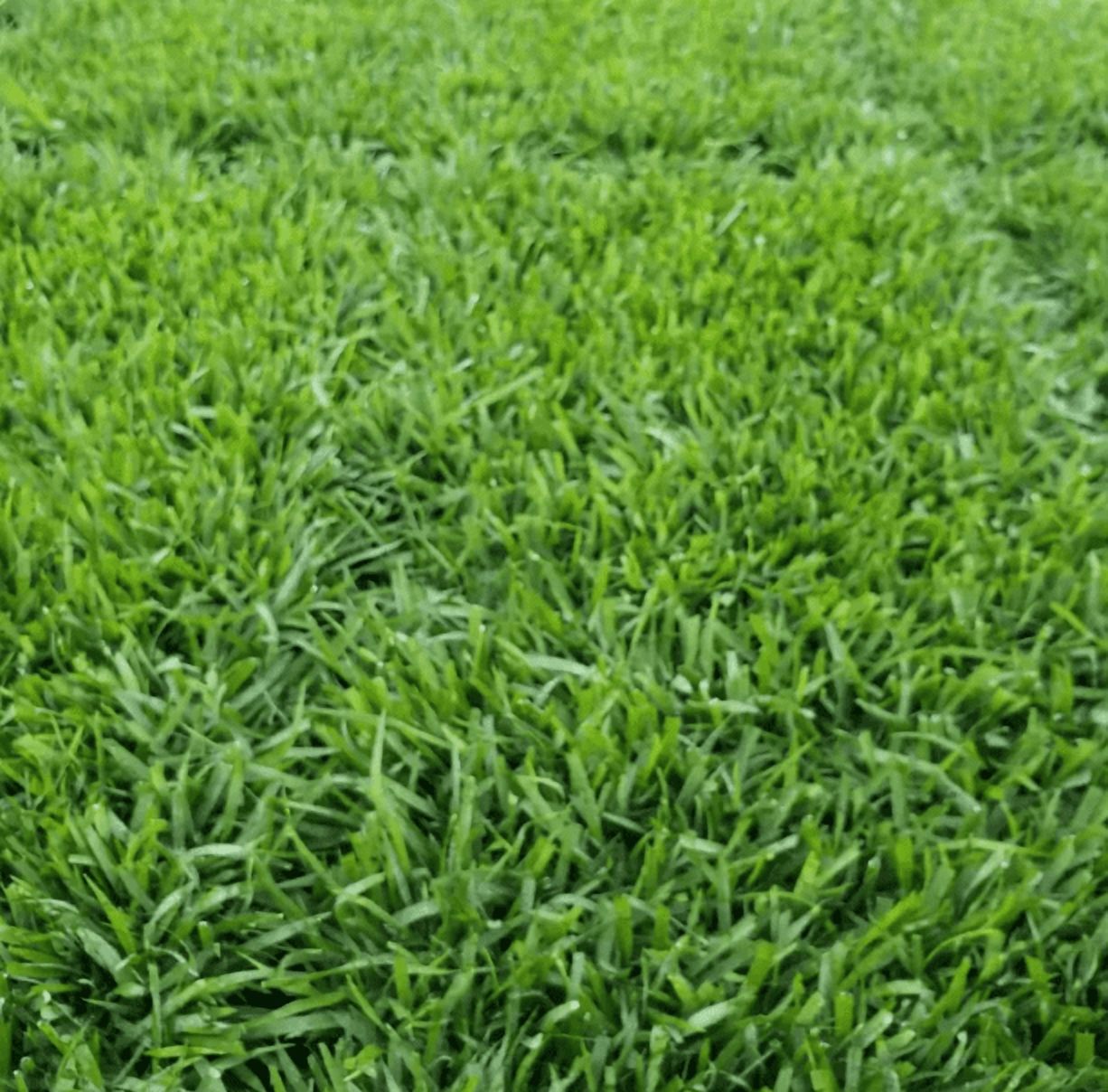 5000 Seeds Emerald Zoysia Grass Seeds for Planting, Zenith Zoysia Seeds for Lawn, Easy to Grow