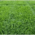 thumbnail image 5 of 3000 Seeds Emerald Zoysia Grass Seeds for Planting, Zenith Zoysia Seeds for Lawn, Easy to Grow, 5 of 6