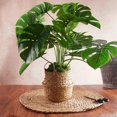 thumbnail image 2 of Musgo artificial USMOLA de 7 oz verde para plantas de interior, 2 of 8