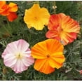 thumbnail image 4 of TomorrowSeeds - Ballerina Mix California Poppy Seeds - 18,000+ Count - For 2026 Planting Crimped, 4 of 9
