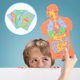 thumbnail image 2 of 3pcs EVA Organos Humanos Rompecabezas Diy Codo Cognitivo órganos Puzzle Toy educativo, 2 of 5