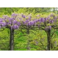 thumbnail image 2 of Gulin, Sylvia 18x15 Gold Ornate Wood Framed with Double Matting Museum Art Print Titled - Pennsylvania-Wayne and Chanticleer Gardens springtime flowering Wisteria vine, 2 of 4