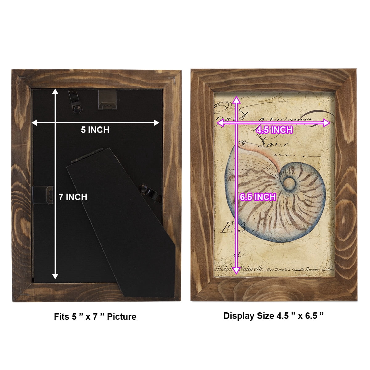 Seashell Ephemera II - Framed Print w/glass - Walnut