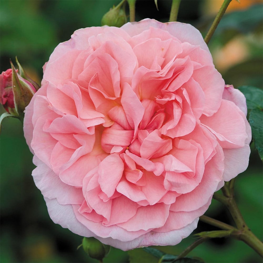 Heirloom Roses Rose Bush - The Strawberry Hill® David Austin Plant , Live Fragrant Plants For Outdoors , Pink Own Root Bushes For Planting , One Gallon Potted Outdoor Flowers