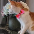 thumbnail image 3 of 1.[Asegúrate de dejar solo 2 dedos entre el collar y el cuello del perro. Collar y arnés adecuados que no dejen espacio para que su perro muerda, 3 of 5