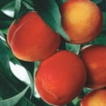 thumbnail image 3 of Direct Gardening Belle of Georgia Reachables Dwarf Peach Dormant Bare Root Fruit Bearing Starter Tree, 3 of 6