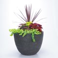 thumbnail image 2 of Better Homes & Gardens 2.5 Gallon Multicolor Multispecies Annual Shade Combo Outdoor Live Plants, 2 of 6