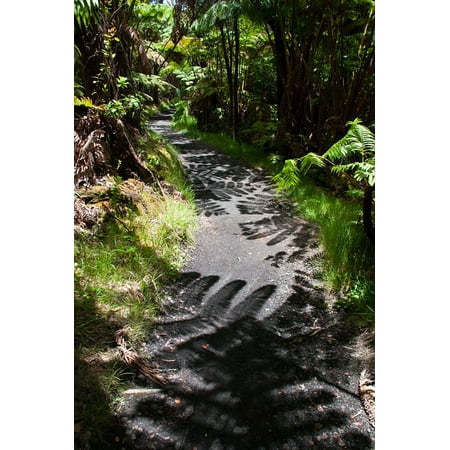 LAMINATED POSTER Fern Trail Hawaii Path Hiking Shadow Poster Print 24 x