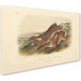 thumbnail image 2 of Trademark Fine Art "Northern Hare" Canvas Art by John James Audubon, 2 of 3
