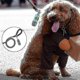 thumbnail image 3 of Dog Poop Bag Dispenser With Built-in Led Flashlight And Metal Clip For Leash, Pet Waste N, 3 of 4