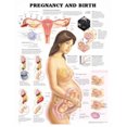 thumbnail image 1 of Pregnancy and Birth, 1 of 3