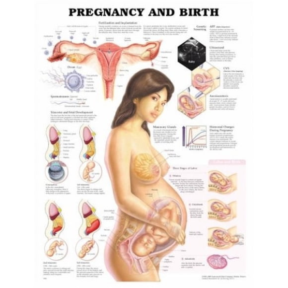 Pregnancy and Birth