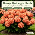 thumbnail image 2 of Hydrangea Shrub, Shade Plant for Gardens-Easy Grow-Low Maintenance-Ideal for Beds Borders, Plant Pots & Planters, 2 of 5