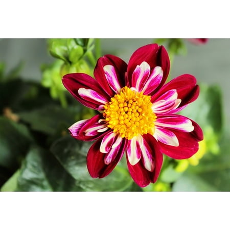 L N Stick Poster Of Blossom Dahlia Autumn Dahlias Flowers L N Stick Poster Of Blossom Dahlia Autumn Dahlias Flowers Bloom Print