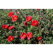 Seedville 100 Moss Rose Succulent Flower Seeds