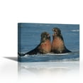 thumbnail image 1 of Northern Elephant Seal males fighting, California - Contemporary Fine Art Giclee on Canvas Gallery Wrap - wall décor - Art painting - 36 x 24 Inch - Ready to Hang, 1 of 2