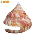 thumbnail image 1 of Rare Natural Pearly Screw Conch Shell Sea Collectible a Snail Coral R6Z8, 1 of 9
