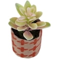 thumbnail image 6 of Northlight Artificial Pastel Succulent in Burlap Bag - 4.75", 6 of 6
