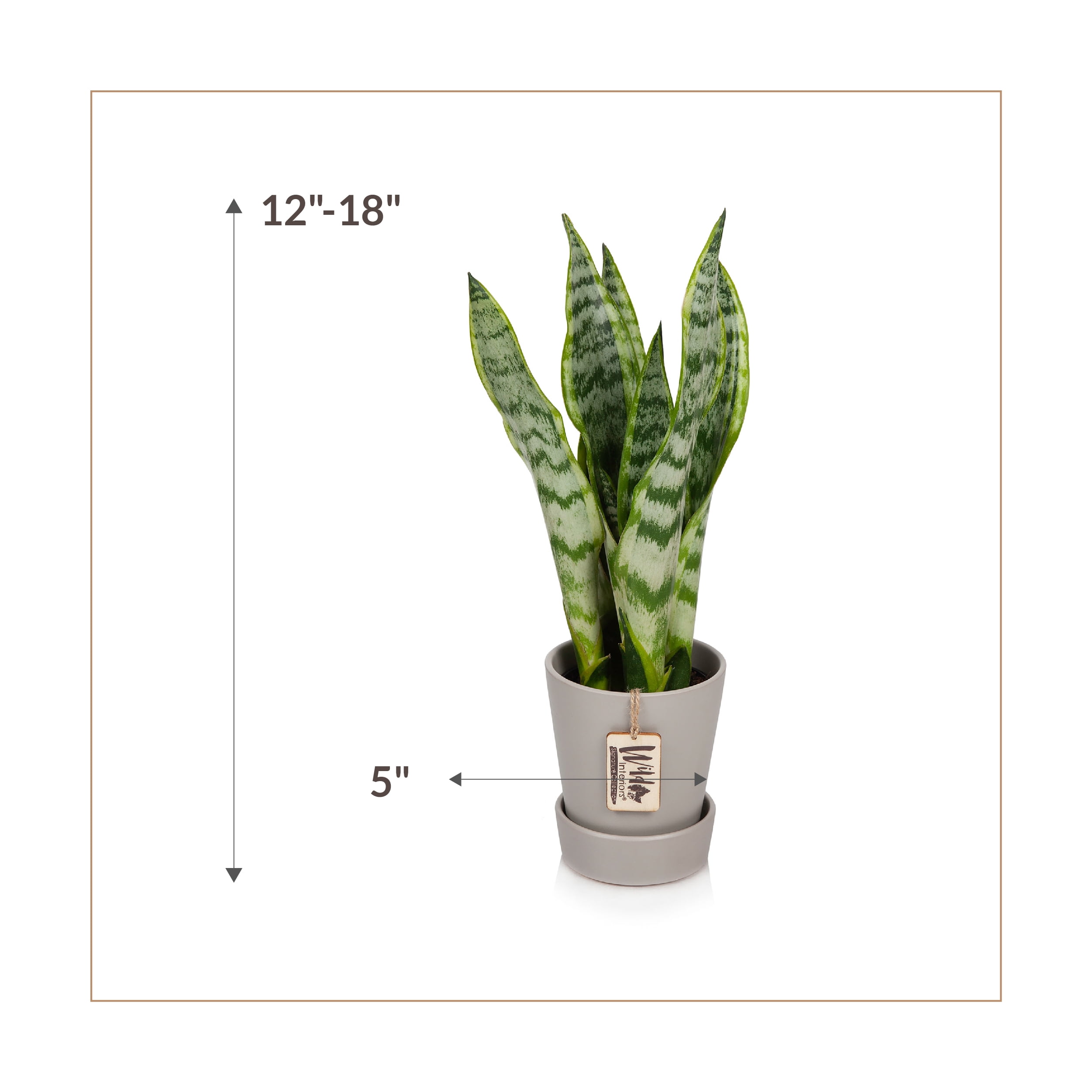 Wild Interiors Sansevieria Laurentii Plant, 15-18” Tall, 5” Ceramic Pot