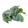 thumbnail image 2 of Fake Leaves, Reptile Simulation Leaves Decoration Adding Fun 9.8in Fade Resistant pour Aquarium, 2 of 8
