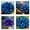 B, variant on Plantable Blue Hostas (Non-Artificial), Beginner Friendly, Fast Growing Variety with Lush Blue Foliage for Outdoor Decor, Rare & Beautiful