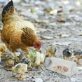 thumbnail image 4 of AURARMLET Comedero Plástico Transparente Para Gallinas Rutin Práctico Para Alimentación Y Limpieza Sencilla, 4 of 8