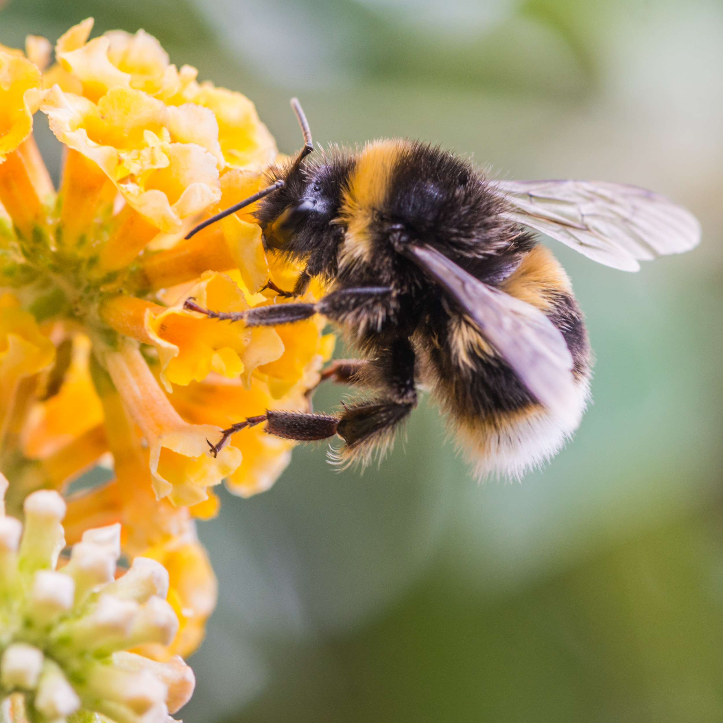 3 gal. Buddleia Honeycomb Live Shrub Conditions Full Sun with Yellow Flowers