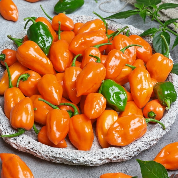 Cienfuegos - Orange F1 Hybrid Hot Pepper Seeds - 300 Mg Packet ~40 Seeds - Non-GMO, F1 Hybrid - Vegetable Garden - Capsicum annuum