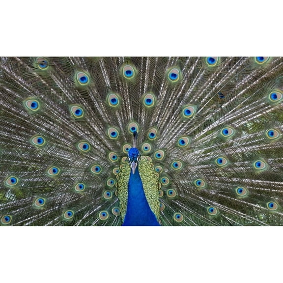 Posterazzi DPI12271088 Peacock in Full Display Mode Attempting To Attract A Mate - Santa Cruz Bolivia Poster Print - 20 x 12 in.