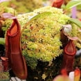 thumbnail image 3 of Tierra para macetas con musgo Sphagnum para plantas carnívoras, orquídeas en macetas, sarracenias, plantas de jarra y más, totalmente natural (2 qt) descuento, 3 of 5