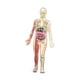 thumbnail image 2 of Modelo de cuerpo humano 3D Modelo de esqueleto órganos removibles huesos Educativos para niños y niñas de 8 a 12 años Fisiología de Halloween Regalos, 2 of 10