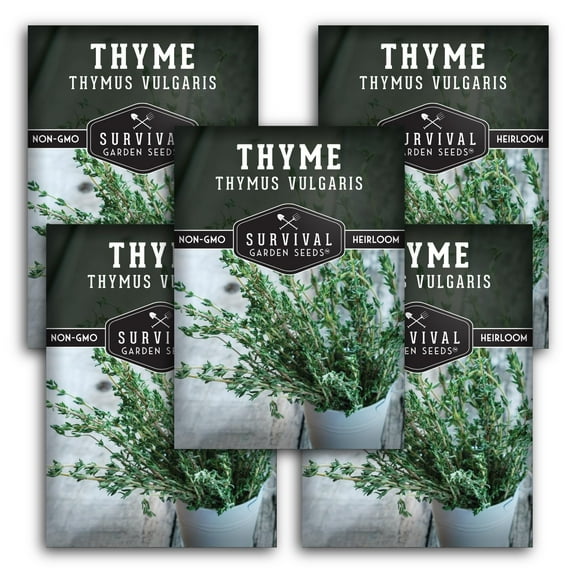 5 Packs Thyme Seed - Non-GMO Heirloom Full Sun Perennial Herb