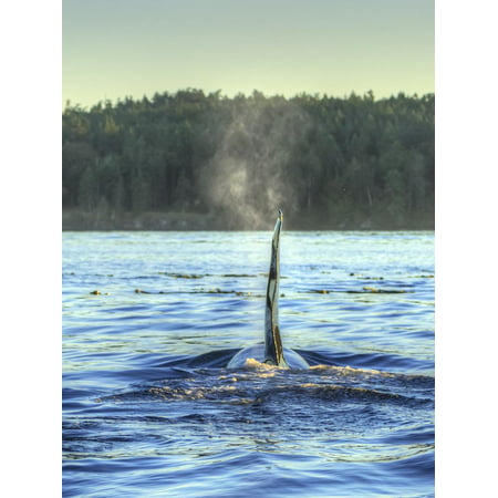 Transient Orca Whales near D'Arcy Island, Gulf Island National Park Reserve, British Columbia, Cana Print Wall Art By Stuart