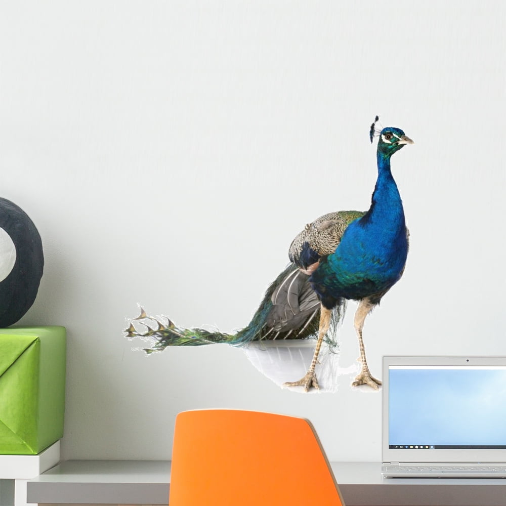 Peacock Wall Decal