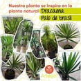 thumbnail image 4 of Planta artificial decorativa moderna con maceta Dracaena Palo de Brasil de 140cm de alto Artego para hogar sala comercio oficina, 4 of 8